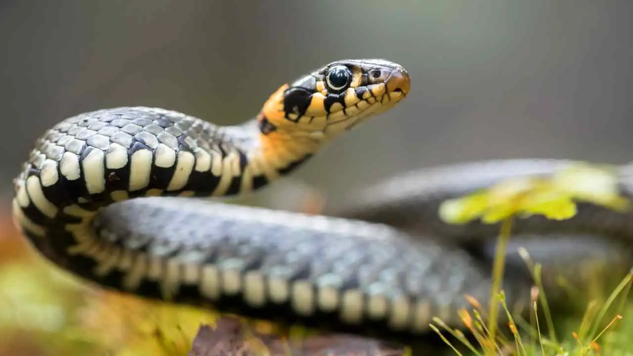 Come evitare i serpenti in giardino: il trucco consigliato dai botanici Come evitare i serpenti in giardino: il trucco consigliato dai botanici