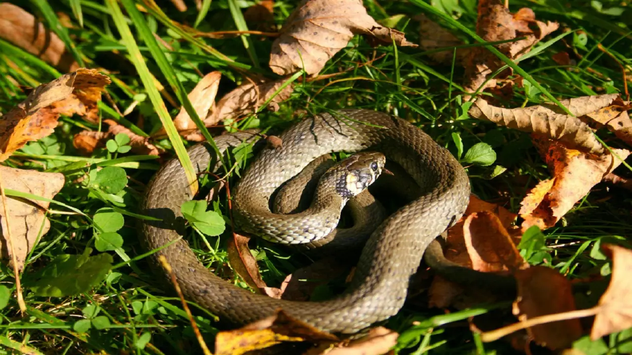 Come evitare i serpenti in giardino: il trucco consigliato dai botanici Come evitare i serpenti in giardino: il trucco consigliato dai botanici