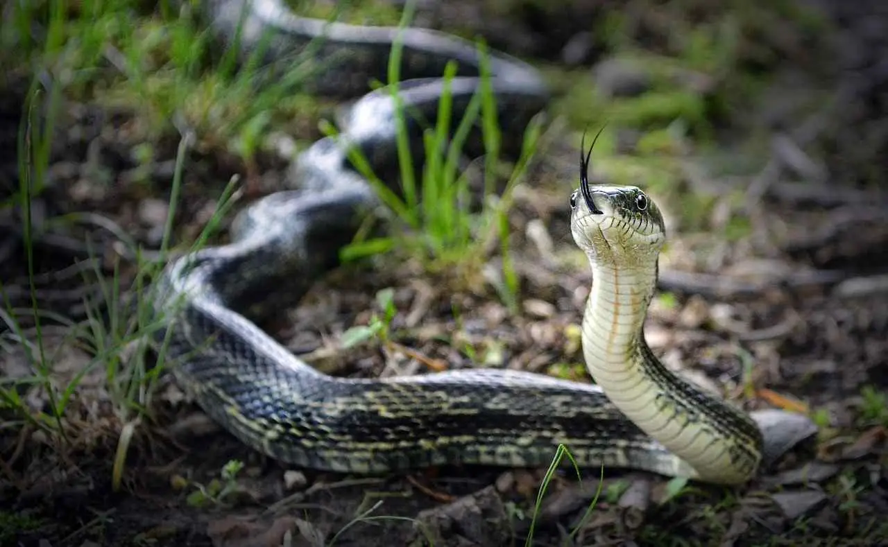 Come evitare i serpenti in giardino: il trucco consigliato dai botanici Come evitare i serpenti in giardino: il trucco consigliato dai botanici