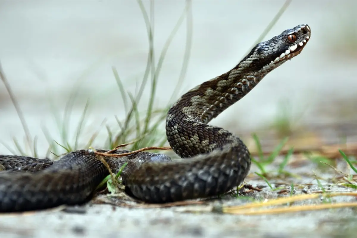 Come evitare i serpenti in giardino: il trucco consigliato dai botanici Come evitare i serpenti in giardino: il trucco consigliato dai botanici