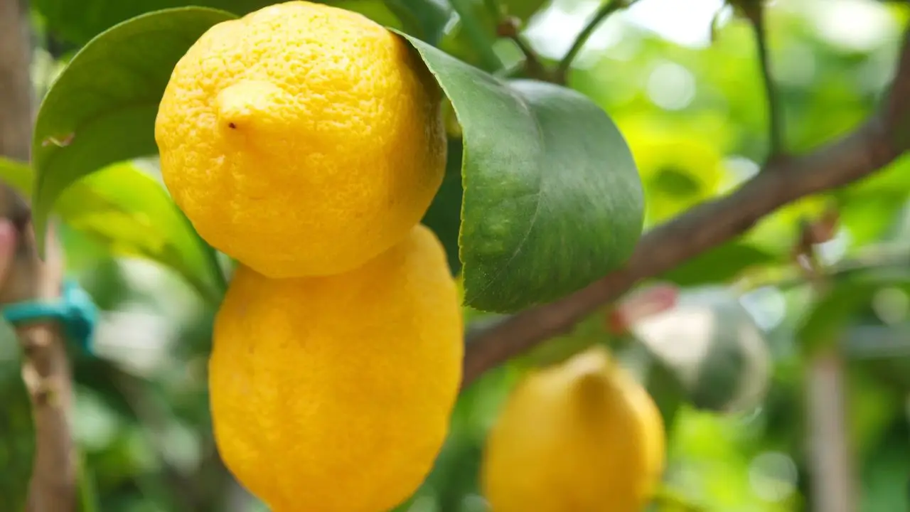 Come far fiorire il limone in casa: il trucco che tutti i giardinieri usano Come far fiorire il limone in casa: il trucco che tutti i giardinieri usano