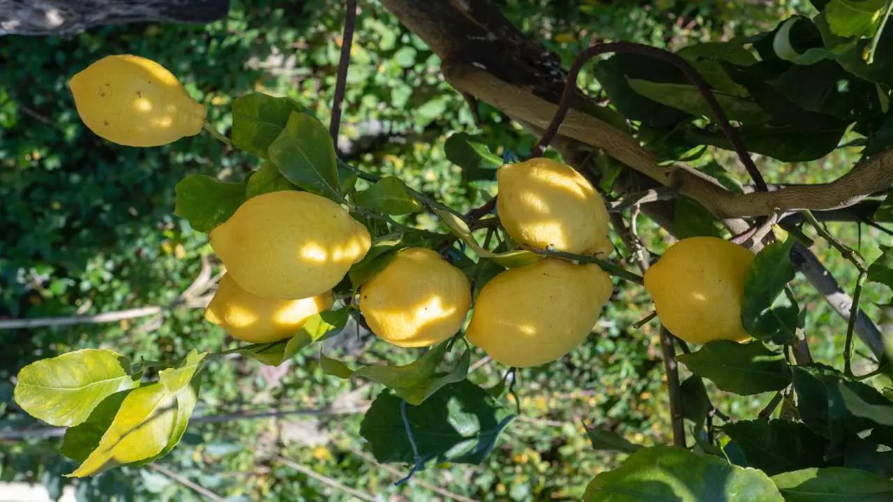 Come far fiorire il limone in casa: il trucco che tutti i giardinieri usano Come far fiorire il limone in casa: il trucco che tutti i giardinieri usano
