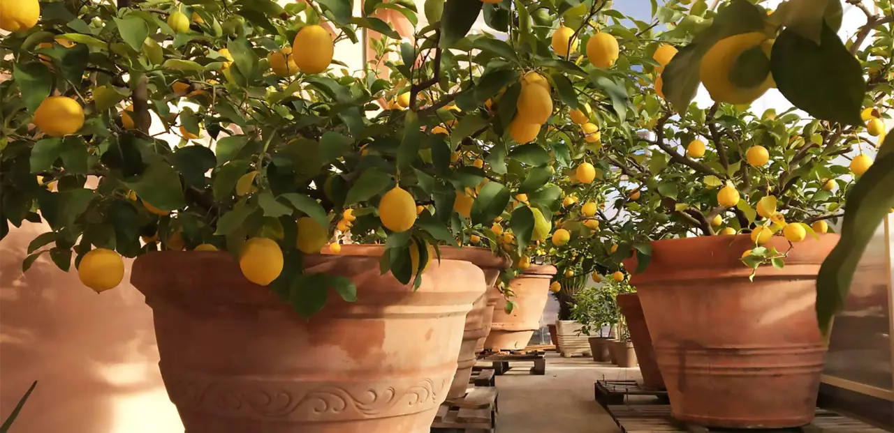 Come far fiorire il limone in casa: il trucco che tutti i giardinieri usano Come far fiorire il limone in casa: il trucco che tutti i giardinieri usano