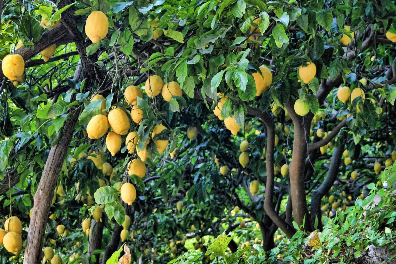 Come far fiorire il limone in casa: il trucco che tutti i giardinieri usano Come far fiorire il limone in casa: il trucco che tutti i giardinieri usano
