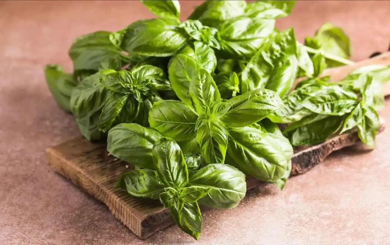 Come piantare il basilico: ecco il trucco del giardiniere Come piantare il basilico: ecco il trucco del giardiniere