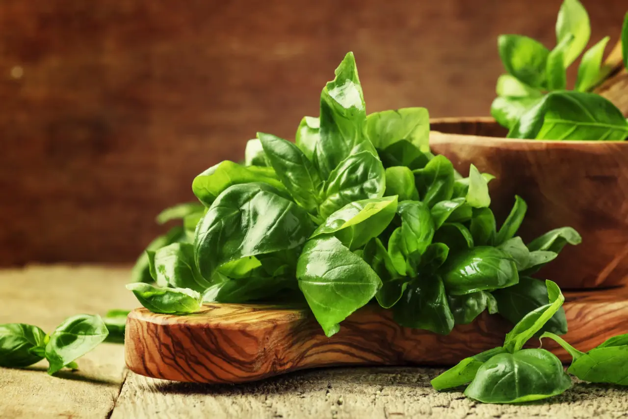 Come piantare il basilico: ecco il trucco del giardiniere Come piantare il basilico: ecco il trucco del giardiniere