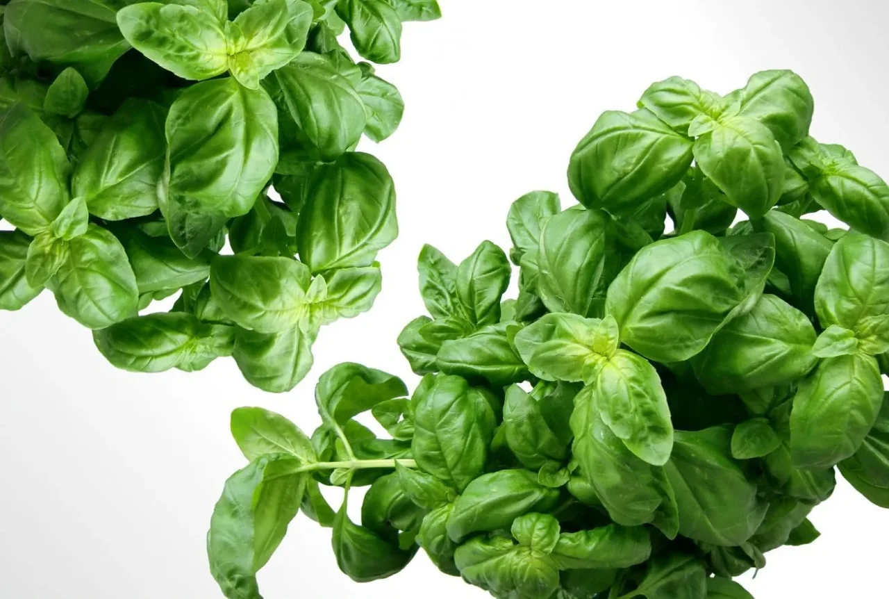 Come piantare il basilico: ecco il trucco del giardiniere Come piantare il basilico: ecco il trucco del giardiniere