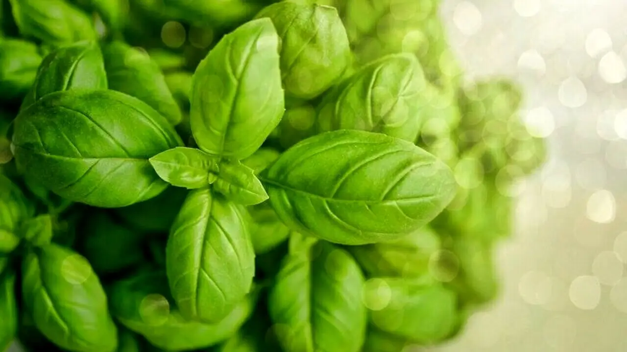 Come piantare il basilico: ecco il trucco del giardiniere Come piantare il basilico: ecco il trucco del giardiniere