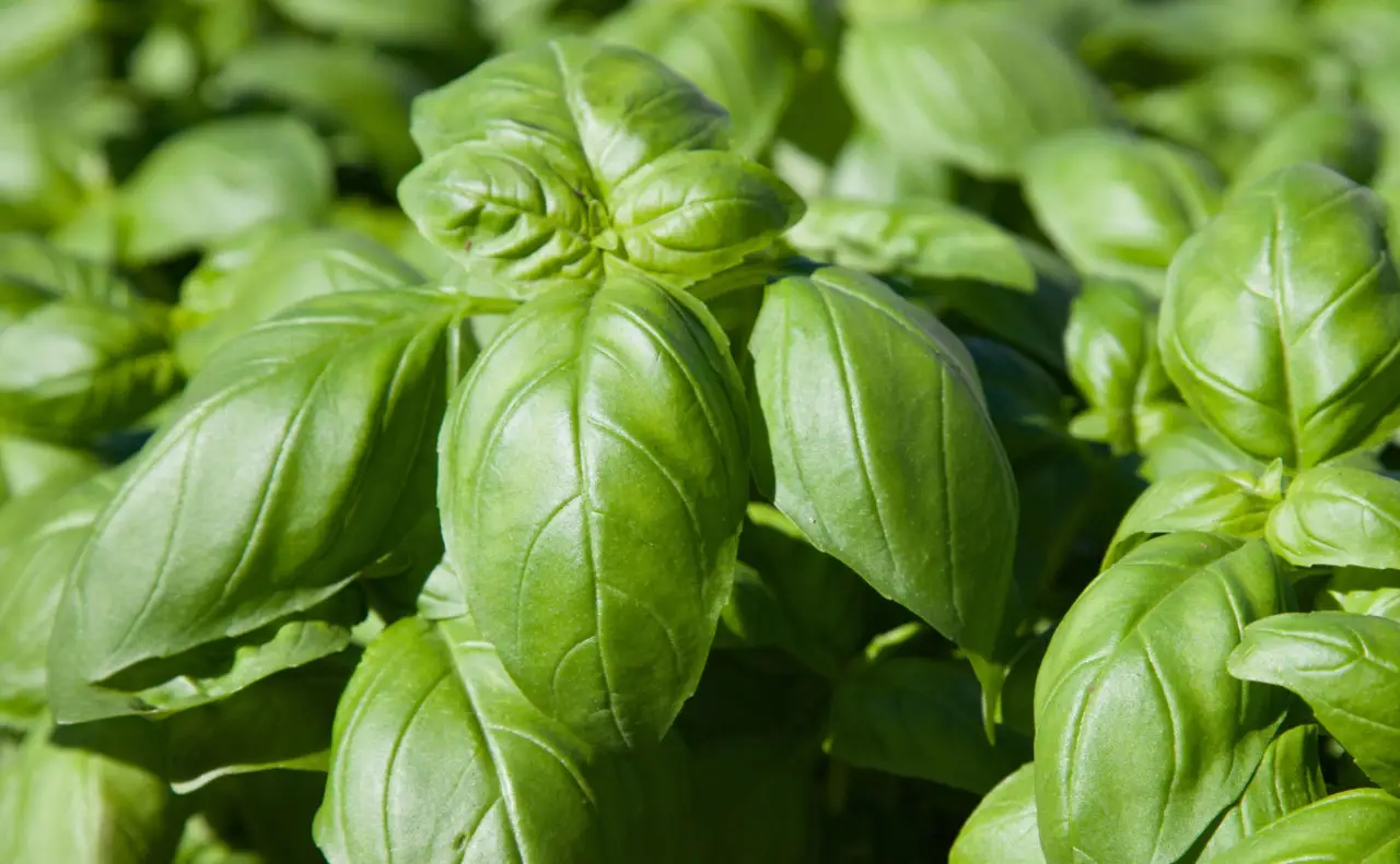 Come piantare il basilico: ecco il trucco del giardiniere Come piantare il basilico: ecco il trucco del giardiniere