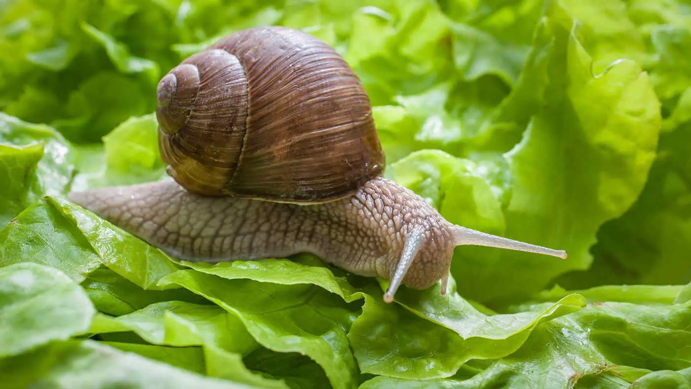 Come proteggere l’orto dalle lumache: il rimedio naturale Come proteggere l’orto dalle lumache: il rimedio naturale