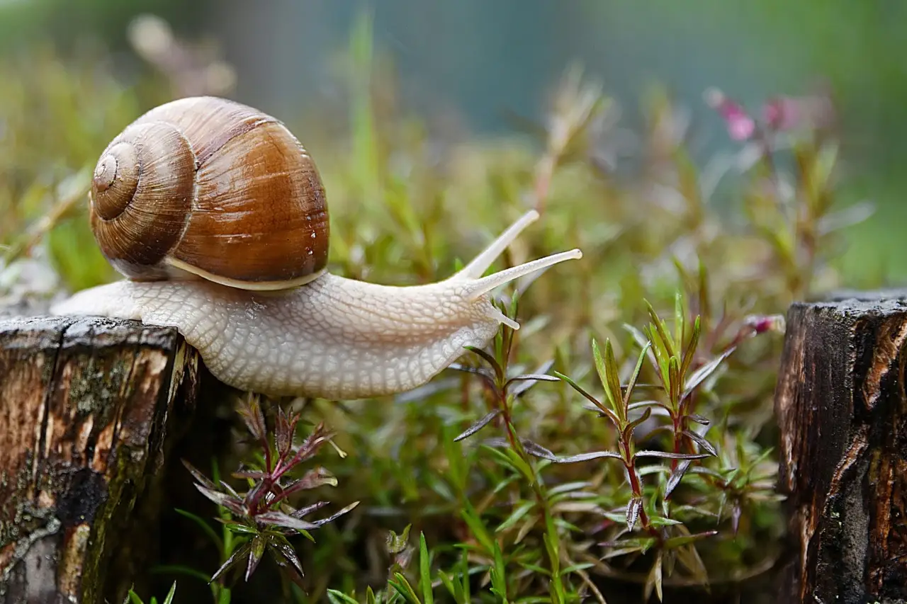 Come proteggere l’orto dalle lumache: il rimedio naturale Come proteggere l’orto dalle lumache: il rimedio naturale