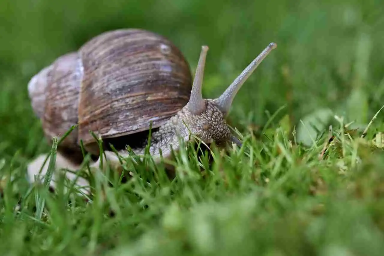 Come proteggere l’orto dalle lumache: il rimedio naturale Come proteggere l’orto dalle lumache: il rimedio naturale