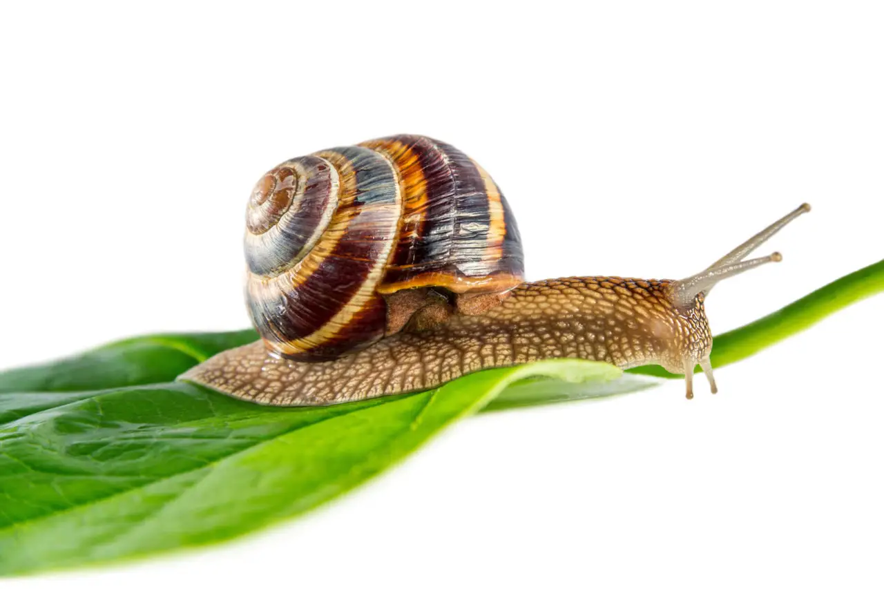 Come proteggere l’orto dalle lumache: il rimedio naturale Come proteggere l’orto dalle lumache: il rimedio naturale