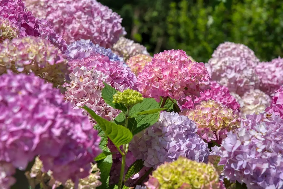 Come stimolare la fioritura delle ortensie con un solo ingrediente 100% naturale Come stimolare la fioritura delle ortensie con un solo ingrediente 100% naturale