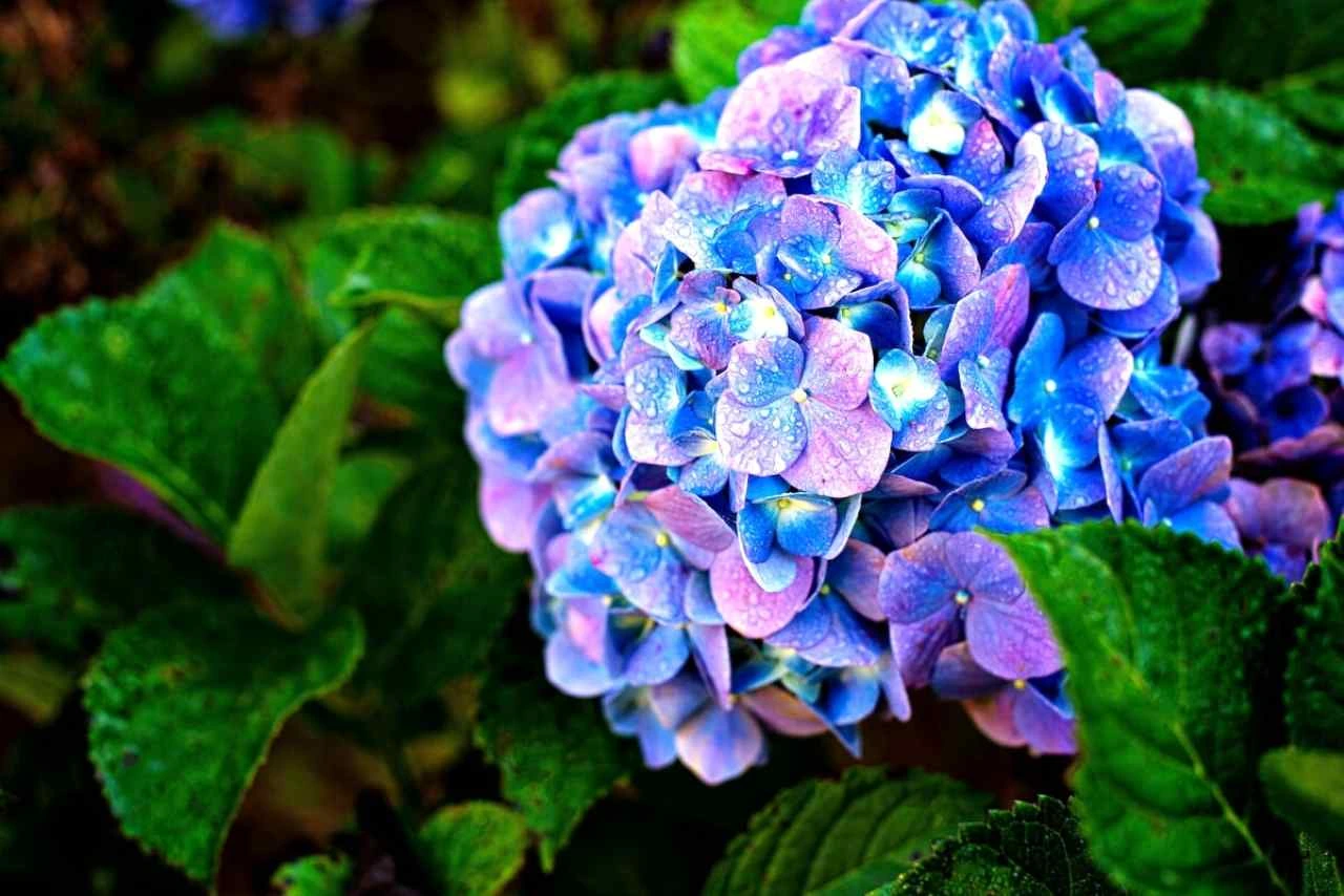 Come stimolare la fioritura delle ortensie con un solo ingrediente 100% naturale Come stimolare la fioritura delle ortensie con un solo ingrediente 100% naturale