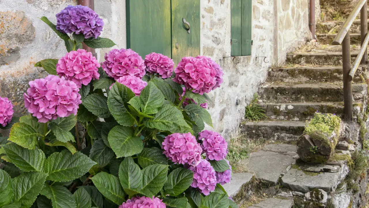Come stimolare la fioritura delle ortensie con un solo ingrediente 100% naturale Come stimolare la fioritura delle ortensie con un solo ingrediente 100% naturale