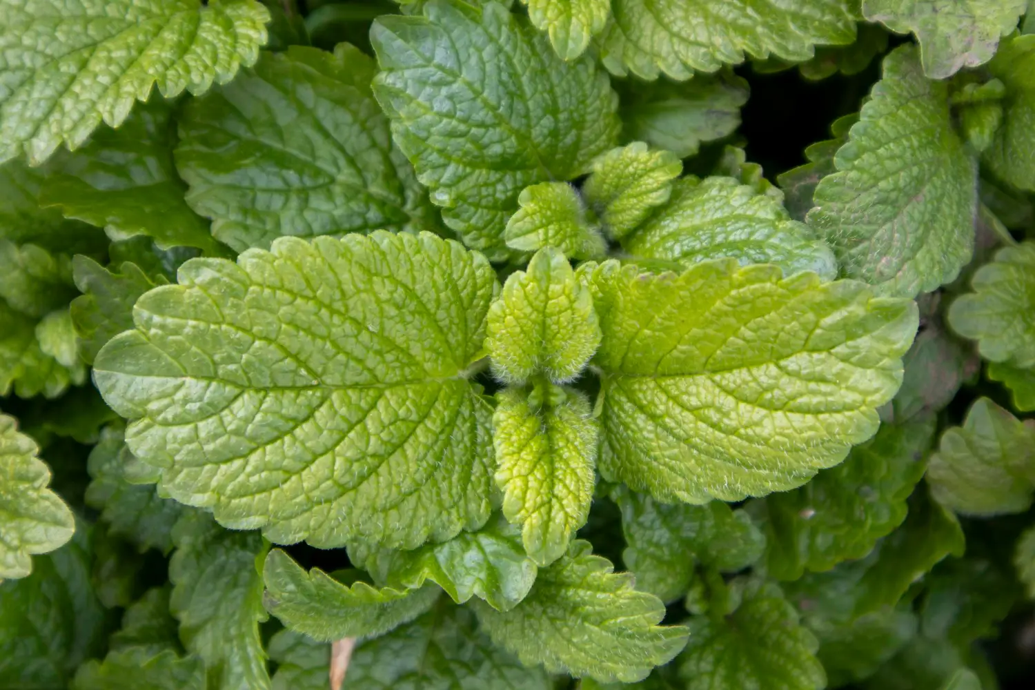 Cresce in vaso, profuma la terrazza e allontana le zanzare: ecco la pianta ideale per la primavera Cresce in vaso, profuma la terrazza e allontana le zanzare: ecco la pianta ideale per la primavera