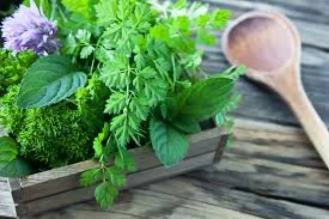 Cresce in vaso, profuma la terrazza e allontana le zanzare: ecco la pianta ideale per la primavera Cresce in vaso, profuma la terrazza e allontana le zanzare: ecco la pianta ideale per la primavera