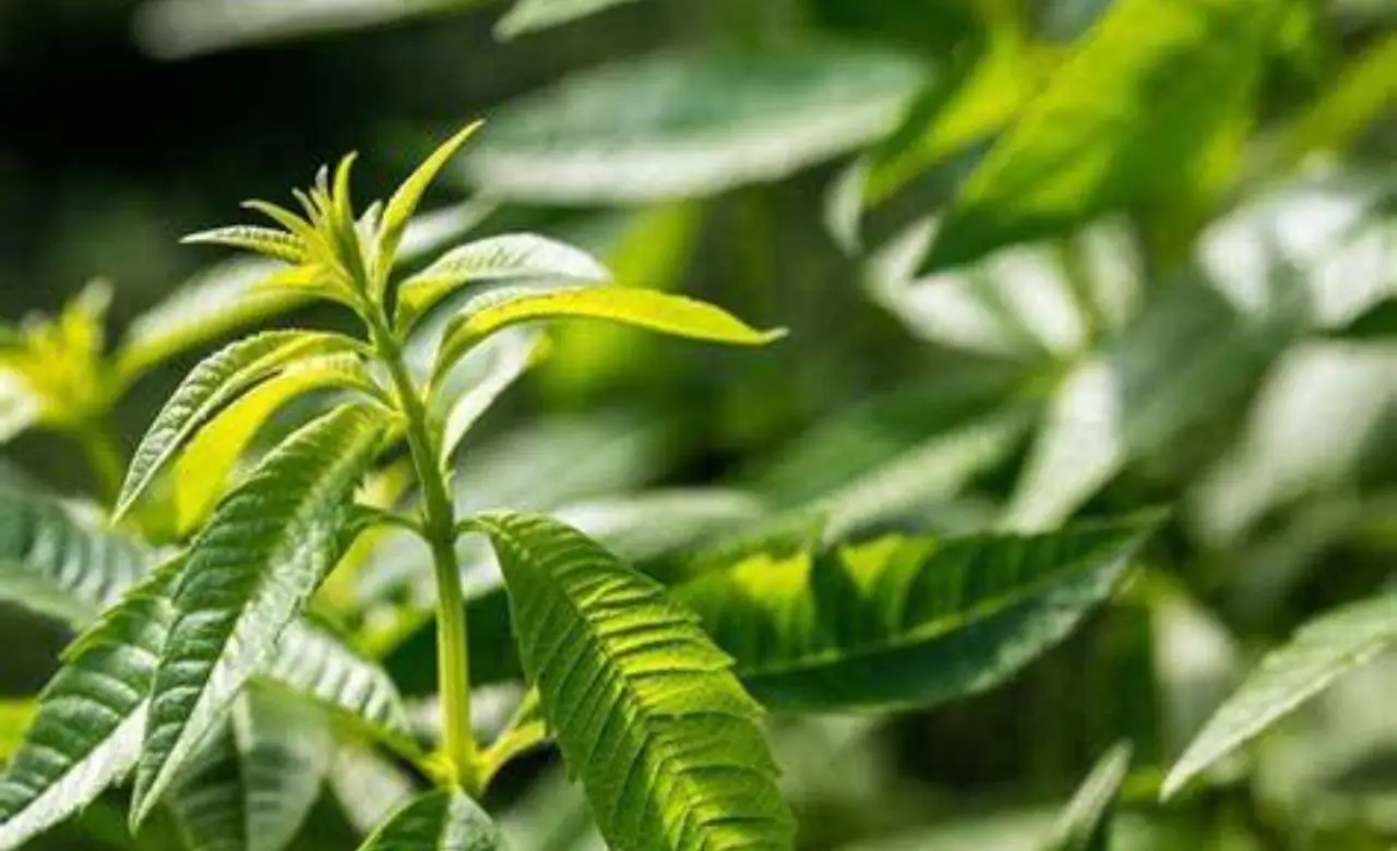 Cresce in vaso, profuma la terrazza e allontana le zanzare: ecco la pianta ideale per la primavera Cresce in vaso, profuma la terrazza e allontana le zanzare: ecco la pianta ideale per la primavera