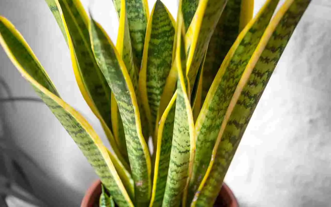 Dove mettere la sansevieria in casa: ecco il consiglio degli esperti che cambia tutto Dove mettere la sansevieria in casa: ecco il consiglio degli esperti che cambia tutto