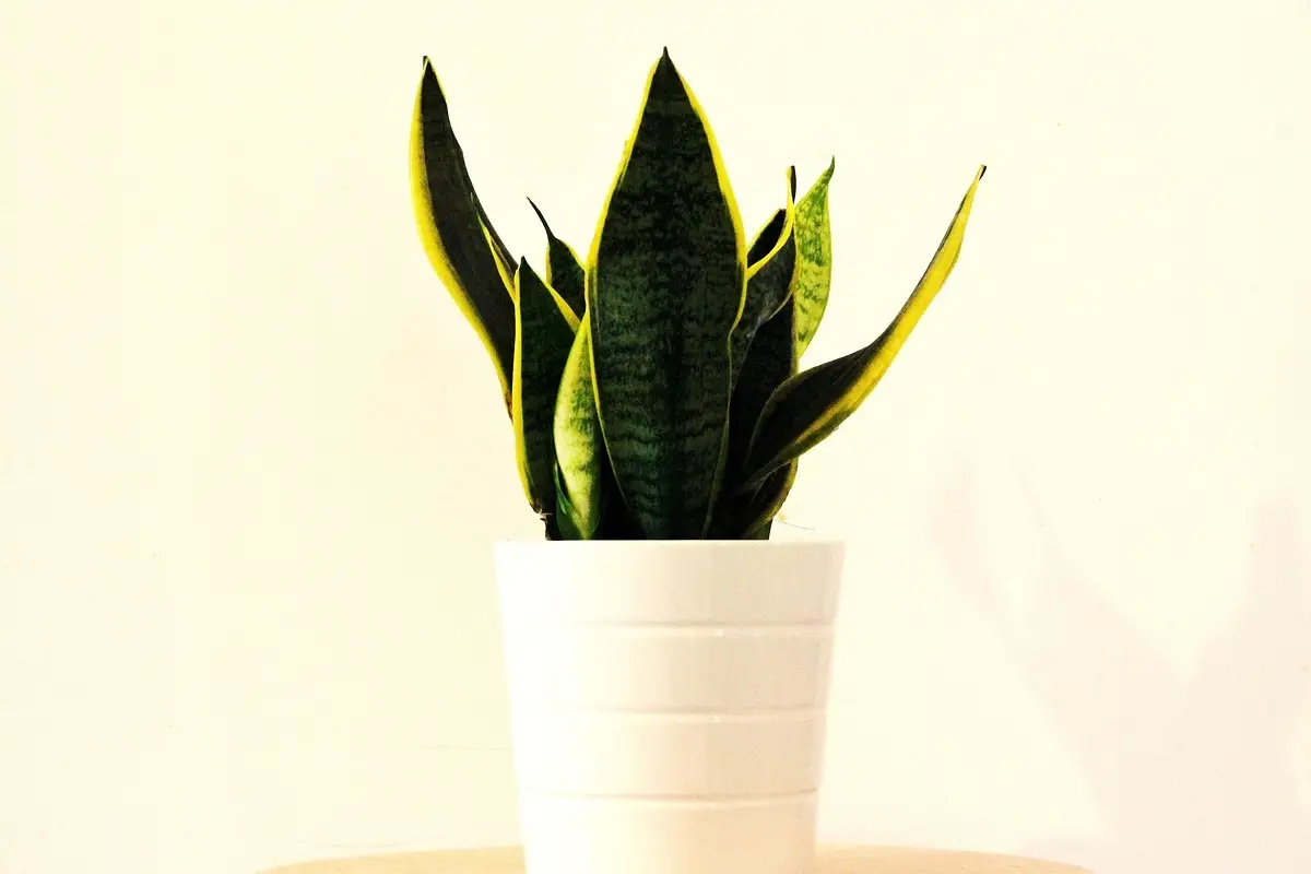 Dove mettere la sansevieria in casa: ecco il consiglio degli esperti che cambia tutto Dove mettere la sansevieria in casa: ecco il consiglio degli esperti che cambia tutto