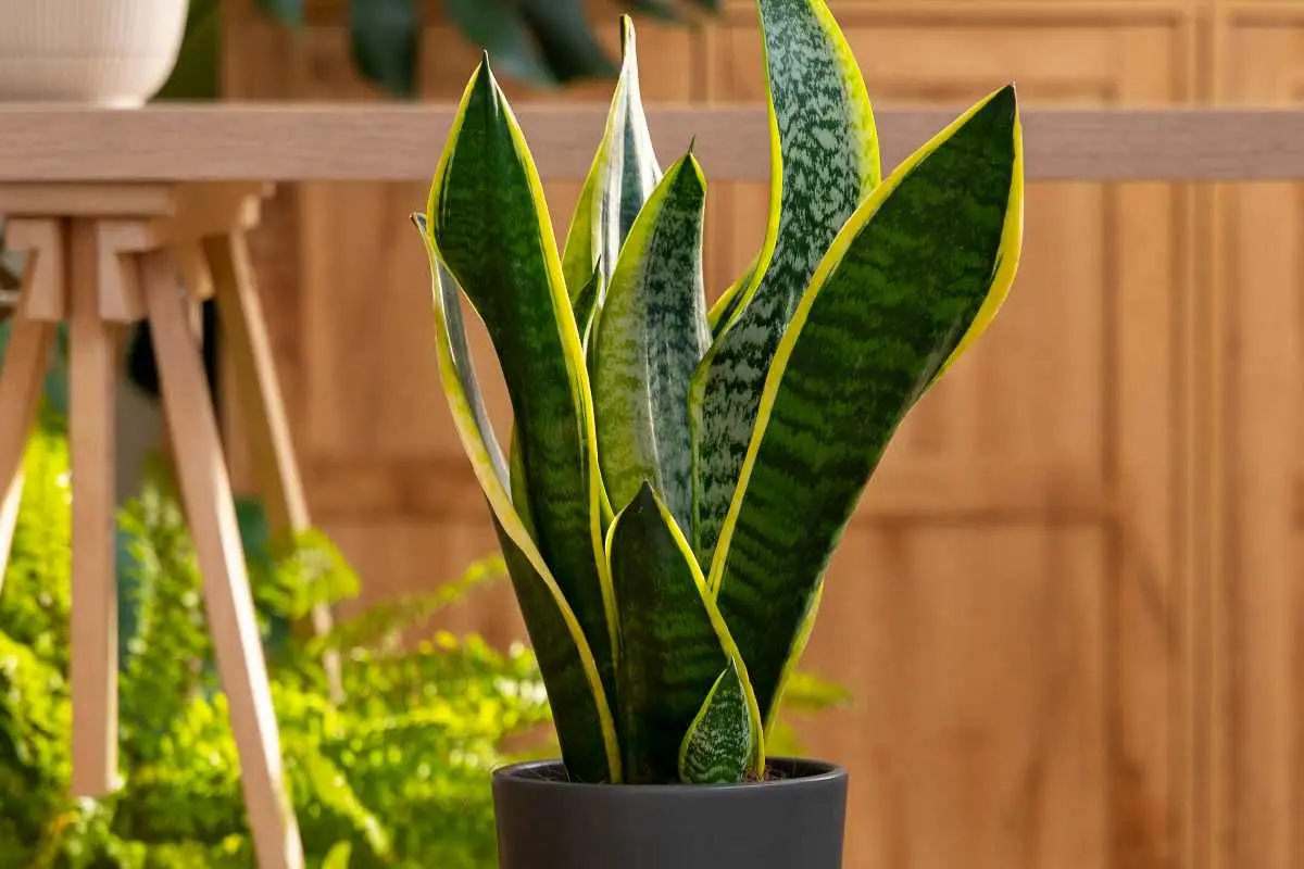 Dove mettere la sansevieria in casa: ecco il consiglio degli esperti che cambia tutto Dove mettere la sansevieria in casa: ecco il consiglio degli esperti che cambia tutto