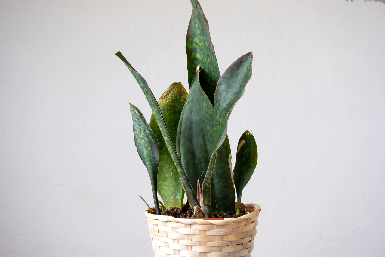Dove mettere la sansevieria in casa: ecco il consiglio degli esperti che cambia tutto Dove mettere la sansevieria in casa: ecco il consiglio degli esperti che cambia tutto