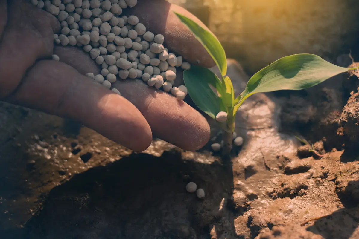 Ecco il fertilizzante naturale che fa crescere le piante più velocemente: lo conoscevi? Ecco il fertilizzante naturale che fa crescere le piante più velocemente: lo conoscevi?