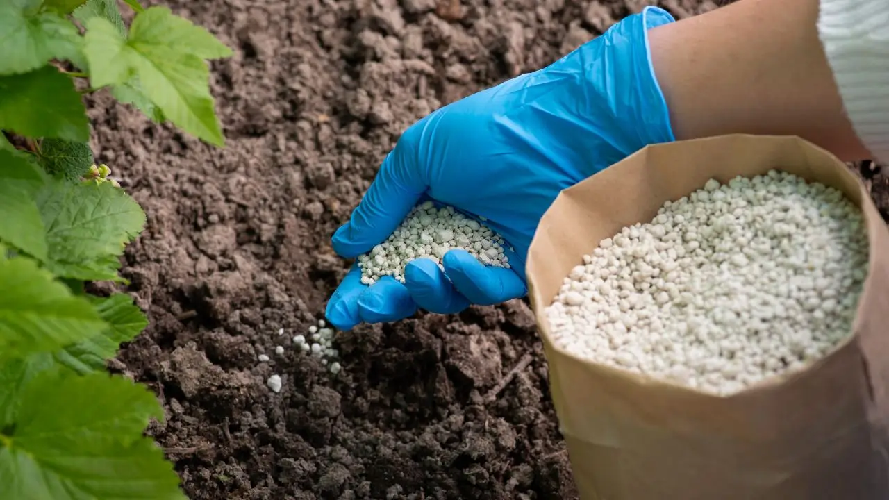 Ecco il fertilizzante naturale che fa crescere le piante più velocemente: lo conoscevi? Ecco il fertilizzante naturale che fa crescere le piante più velocemente: lo conoscevi?