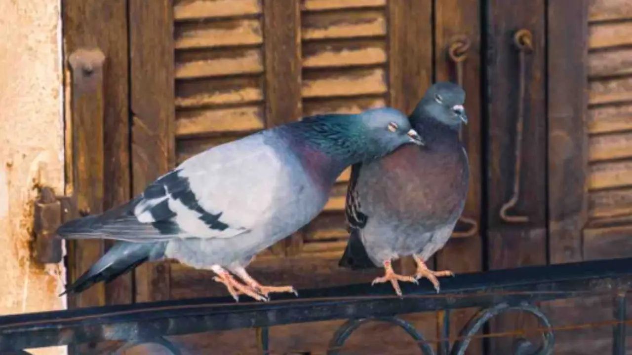 Il piccione scappa per sempre dal balcone grazie al trucco del vecchio CD Il piccione scappa per sempre dal balcone grazie al trucco del vecchio CD