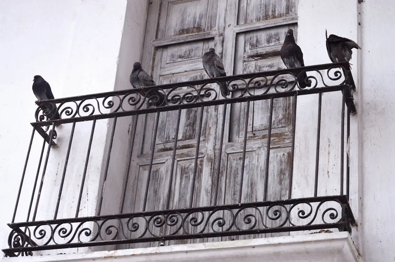 Il piccione scappa per sempre dal balcone grazie al trucco del vecchio CD Il piccione scappa per sempre dal balcone grazie al trucco del vecchio CD