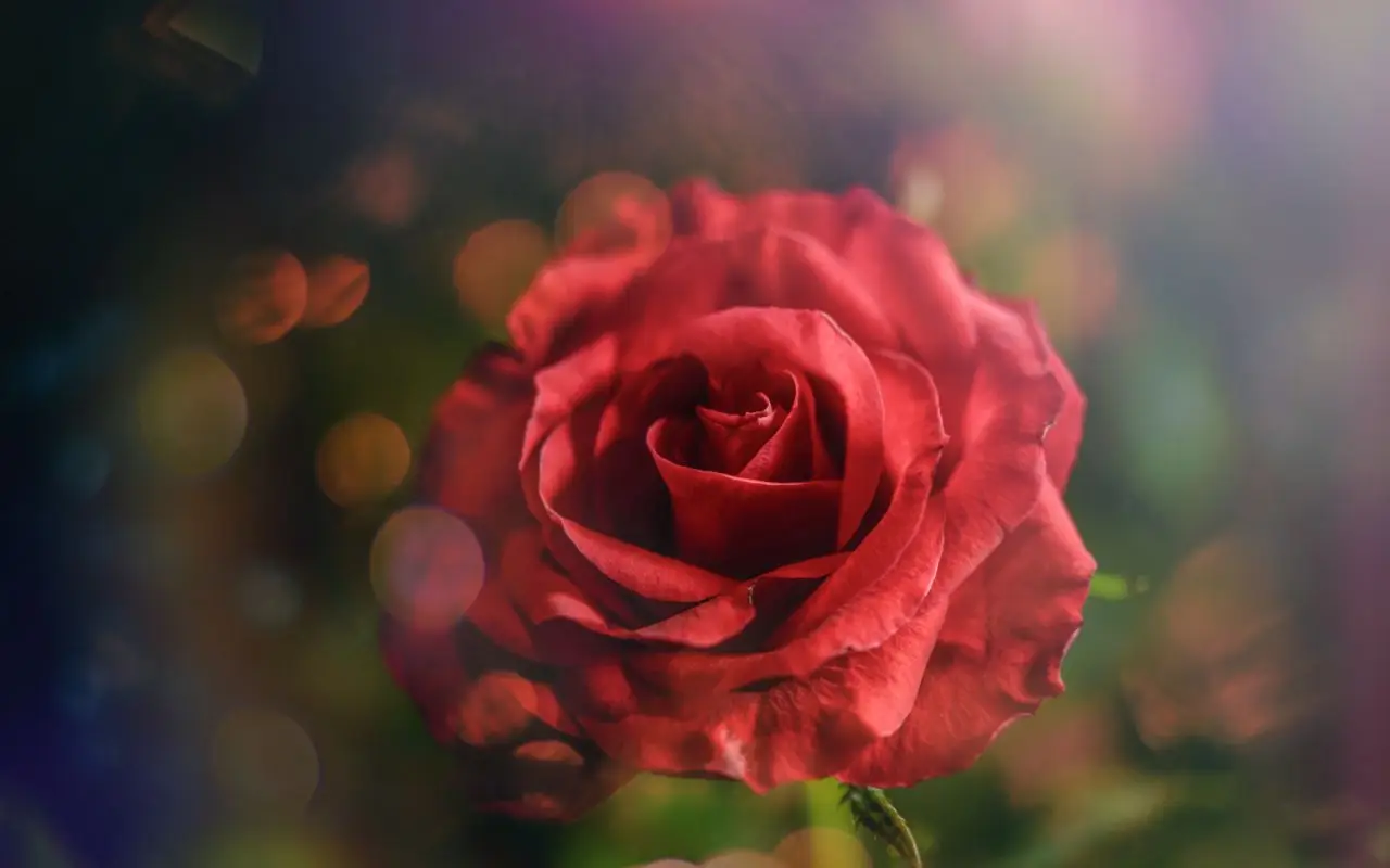 Come eliminare i pidocchi delle rose senza usare pesticidi chimici Come eliminare i pidocchi delle rose senza usare pesticidi chimici