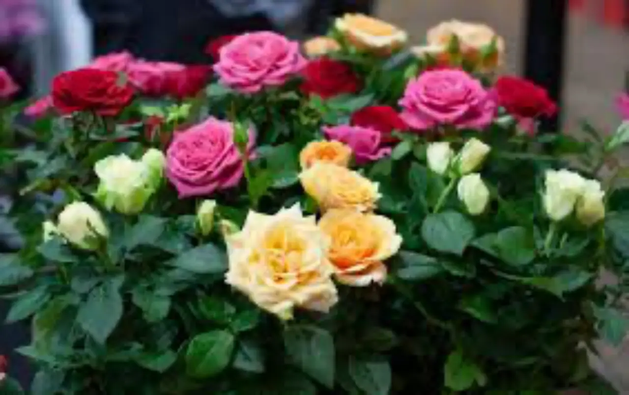 Come eliminare i pidocchi delle rose senza usare pesticidi chimici Come eliminare i pidocchi delle rose senza usare pesticidi chimici