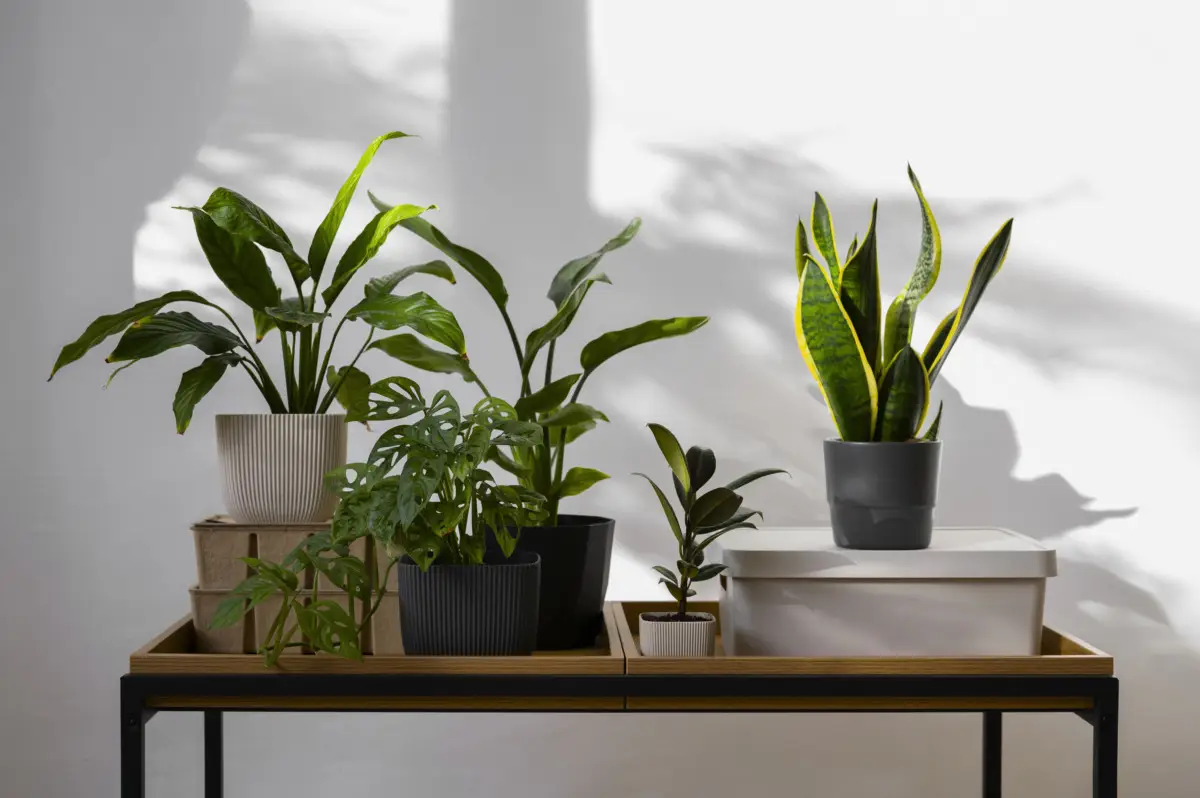 Il rimedio naturale per proteggere le piante da balcone dagli afidi verdi Il rimedio naturale per proteggere le piante da balcone dagli afidi verdi