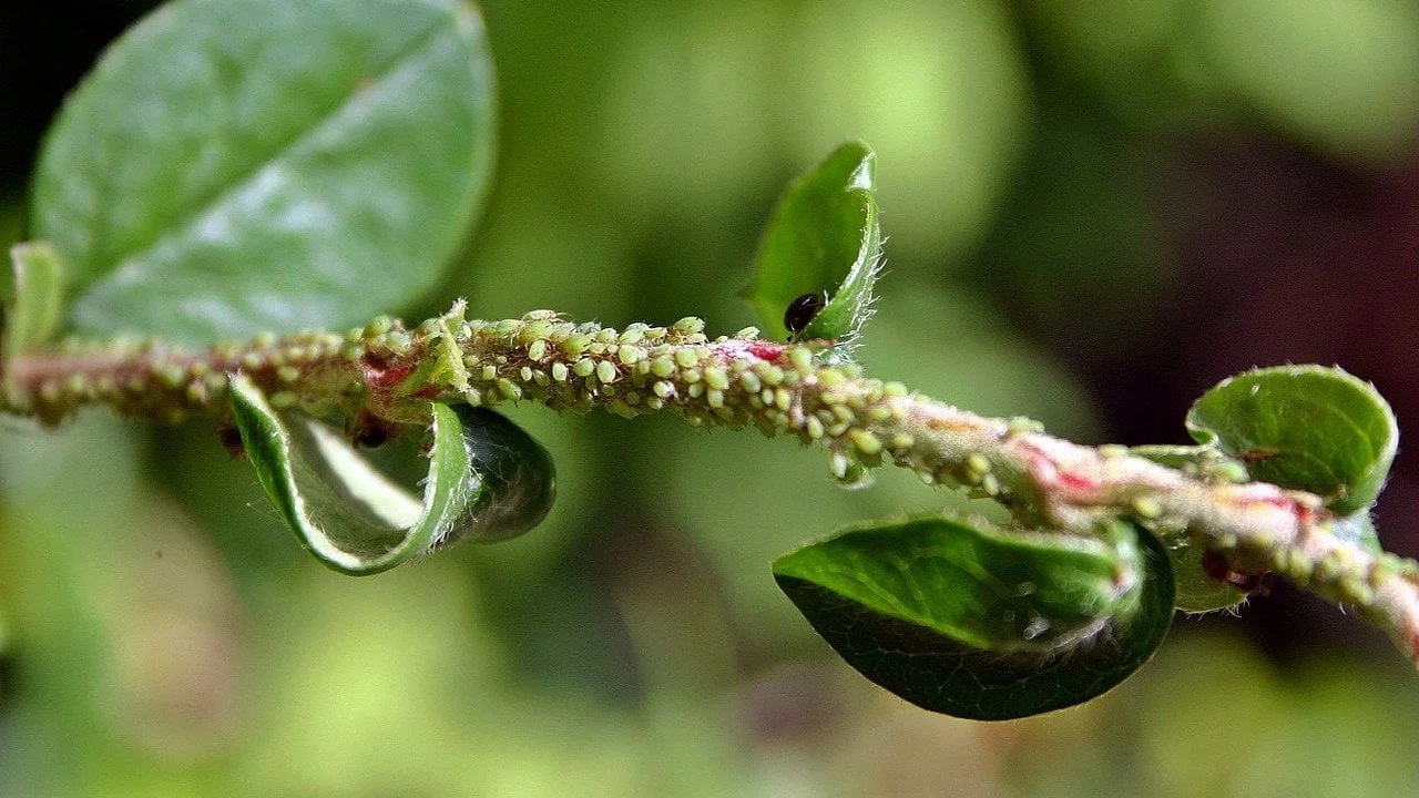Il rimedio naturale per proteggere le piante da balcone dagli afidi verdi Il rimedio naturale per proteggere le piante da balcone dagli afidi verdi
