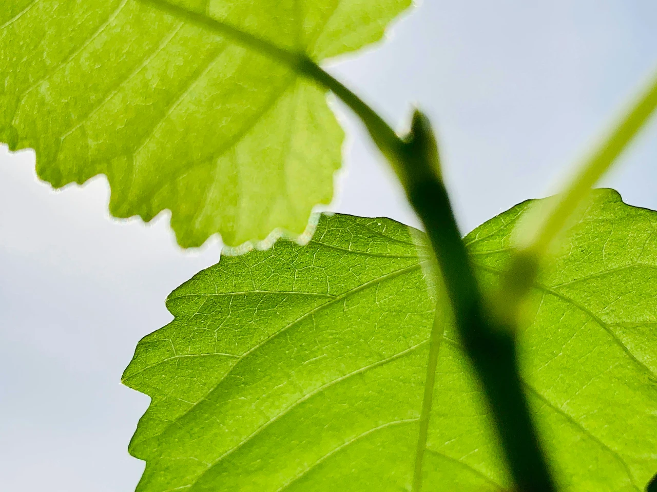 Attenzione a queste foglie arricciate: segnale che la pianta è infestata Attenzione a queste foglie arricciate: segnale che la pianta è infestata
