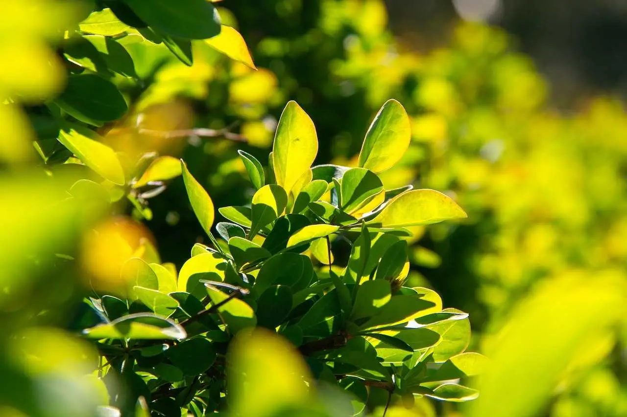 Attenzione a queste foglie arricciate: segnale che la pianta è infestata Attenzione a queste foglie arricciate: segnale che la pianta è infestata