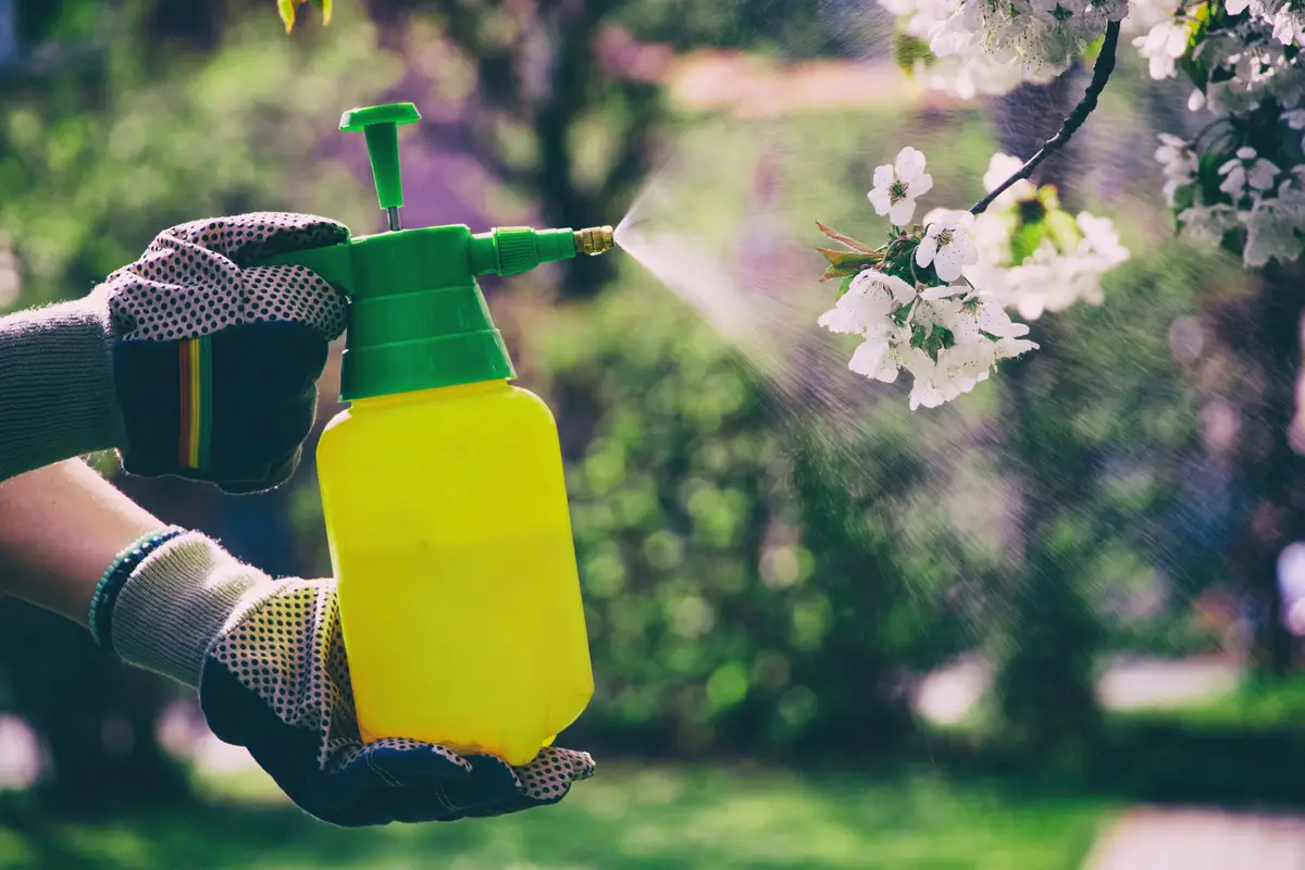 Come preparare uno spray fai da te contro gli insetti delle piante in vaso Come preparare uno spray fai da te contro gli insetti delle piante in vaso
