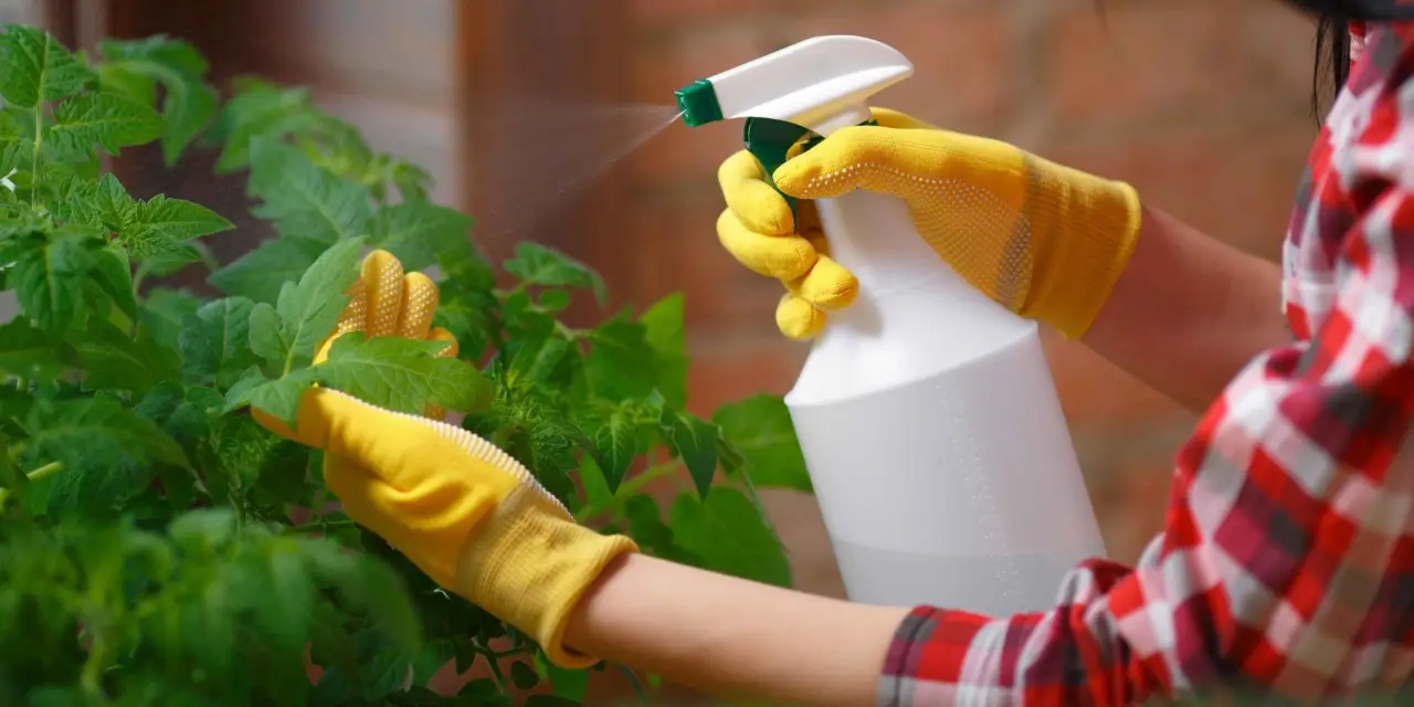 Come preparare uno spray fai da te contro gli insetti delle piante in vaso Come preparare uno spray fai da te contro gli insetti delle piante in vaso