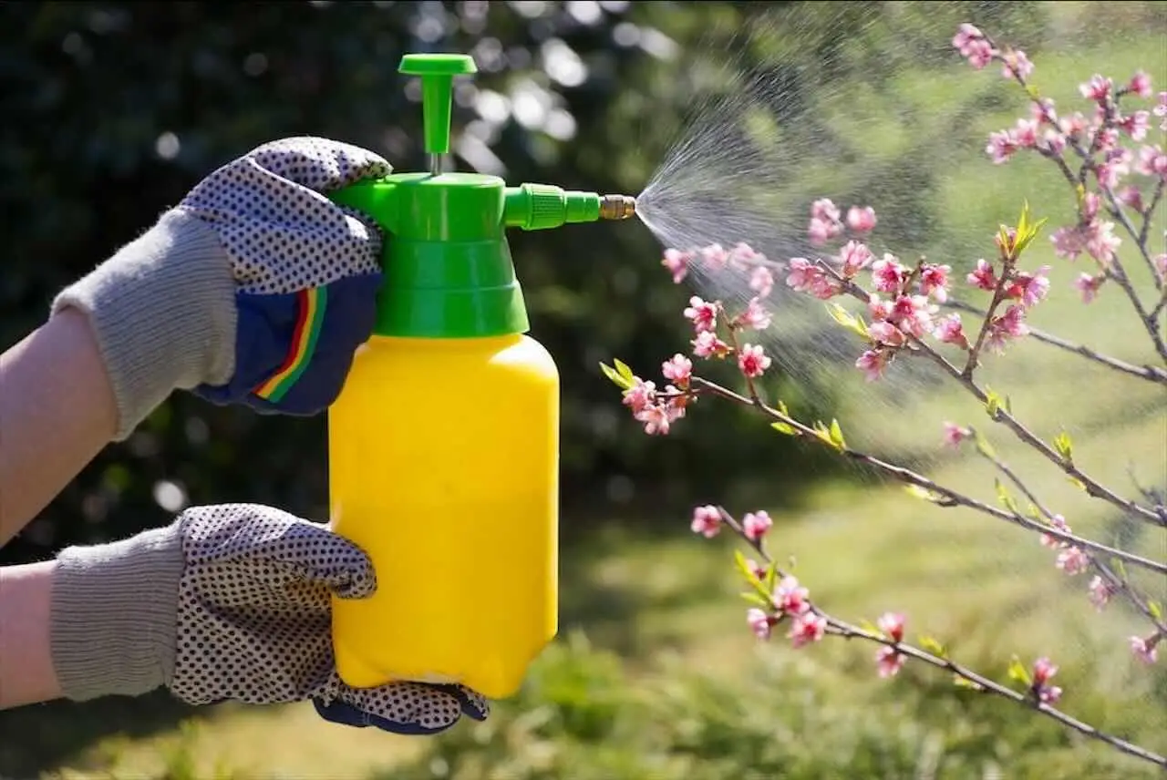 Come preparare uno spray fai da te contro gli insetti delle piante in vaso Come preparare uno spray fai da te contro gli insetti delle piante in vaso