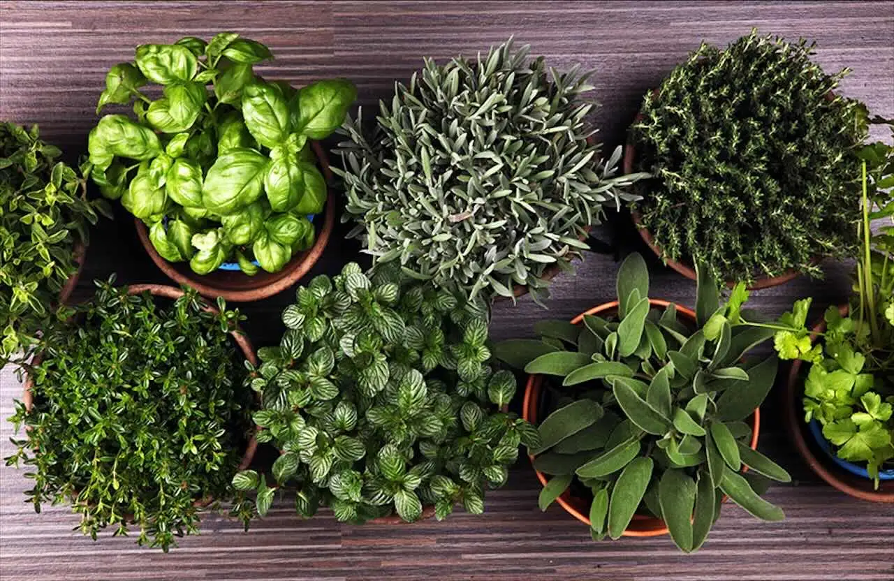 Piante aromatiche che respingono afidi e pidocchi: ecco quali coltivare Piante aromatiche che respingono afidi e pidocchi: ecco quali coltivare