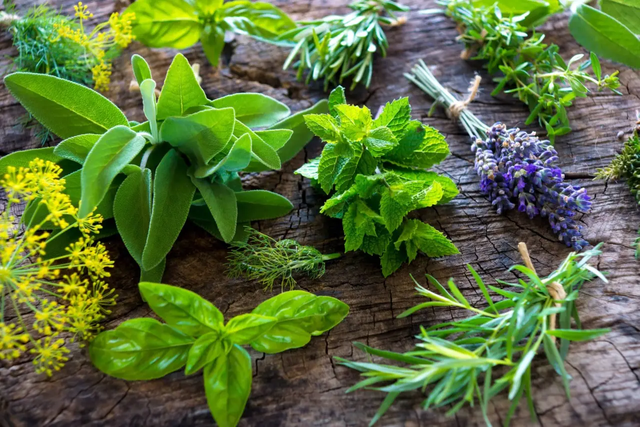 Piante aromatiche che respingono afidi e pidocchi: ecco quali coltivare Piante aromatiche che respingono afidi e pidocchi: ecco quali coltivare