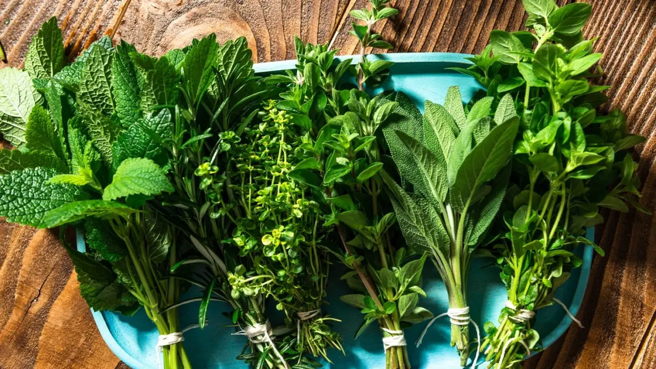 Piante aromatiche che respingono afidi e pidocchi: ecco quali coltivare Piante aromatiche che respingono afidi e pidocchi: ecco quali coltivare