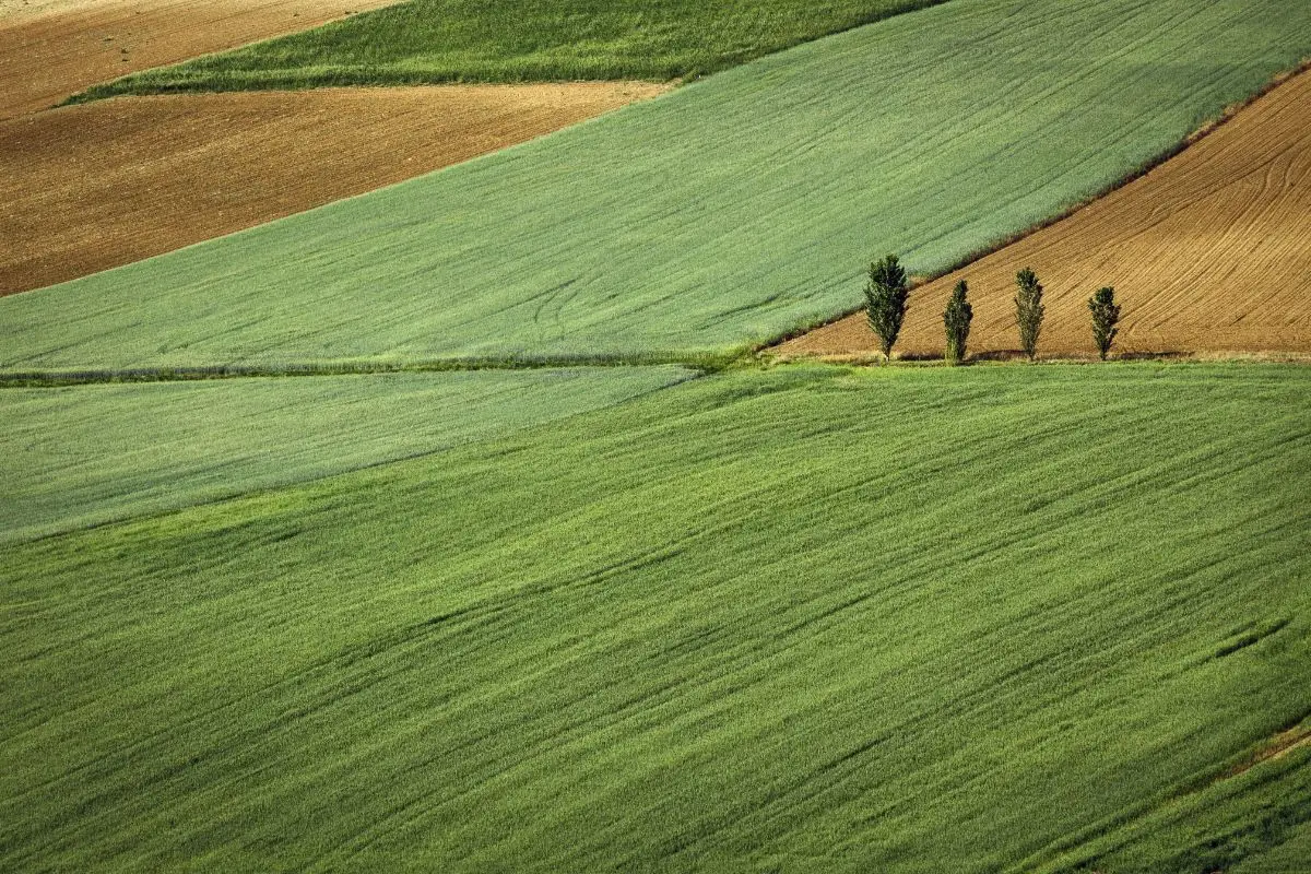 Terreno agricolo abbandonato? Ecco la strategia per ricavarne una rendita stabile Terreno agricolo abbandonato? Ecco la strategia per ricavarne una rendita stabile