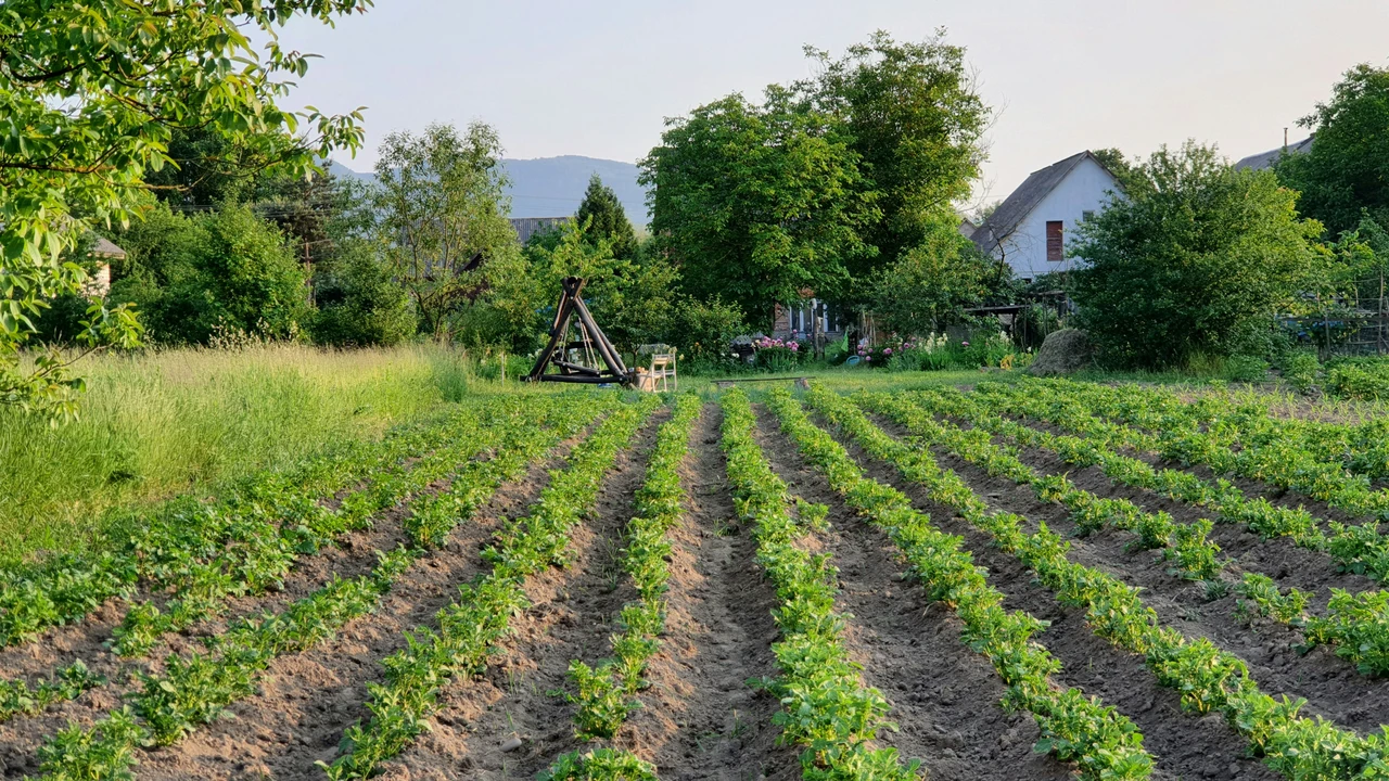 Terreno agricolo abbandonato? Ecco la strategia per ricavarne una rendita stabile Terreno agricolo abbandonato? Ecco la strategia per ricavarne una rendita stabile